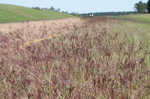 Pitted beardgrass